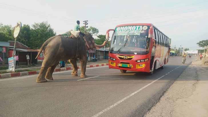 অসুস্থ হাতি দিয়ে মহাসড়কে চাঁদাবাজি